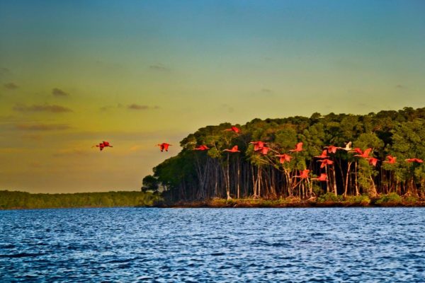 Revoada-dos-Guaras-Delta-do-Parnaiba-Piaui-Delterra-parnaiba-hostel
